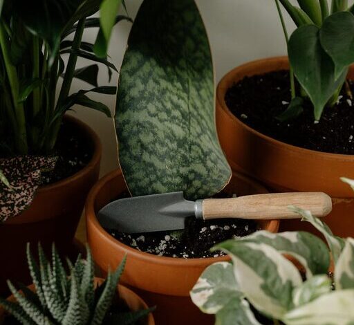 Tips for Maintaining a Healthy Indoor Plant Collection Throughout the Year