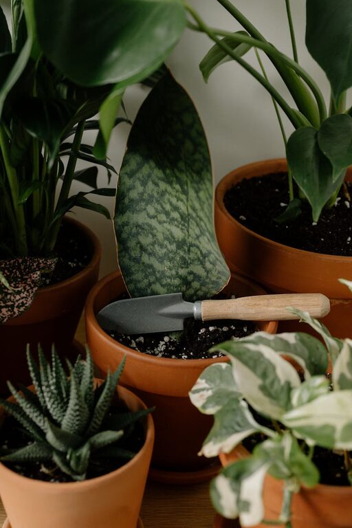 Tips for Maintaining a Healthy Indoor Plant Collection Throughout the Year